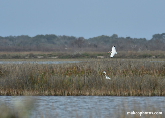 Aransas-MAK_3298c