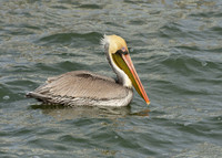 Aransas-MAK_3182c