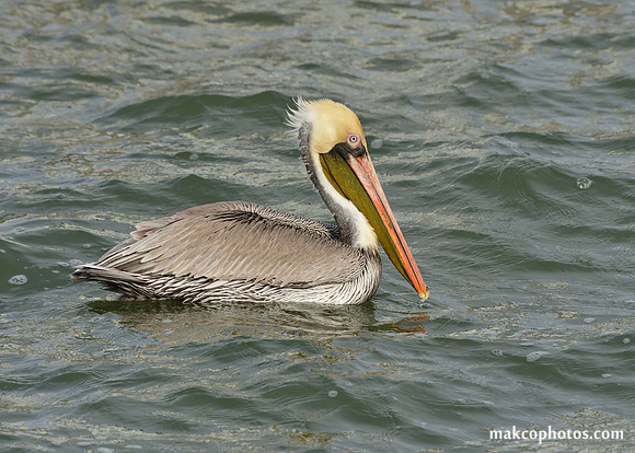 Aransas-MAK_3182c