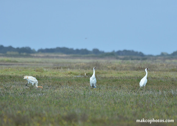 Aransas-MAK_3596c
