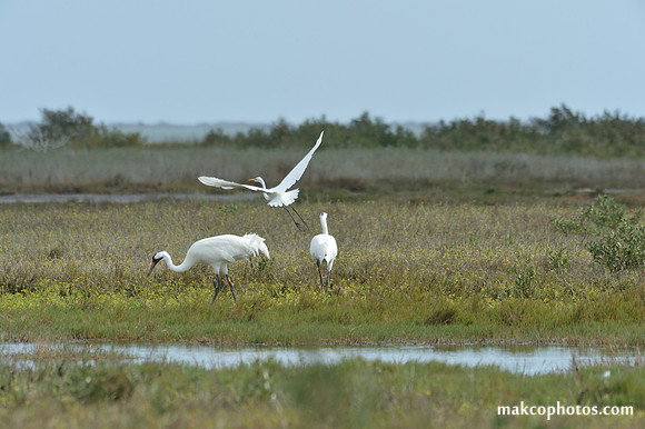 Aransas-MAK_4120