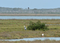 Aransas-MAK_3224c