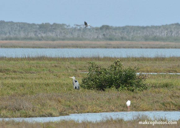 Aransas-MAK_3224c