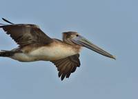 Aransas-MAK_3125c