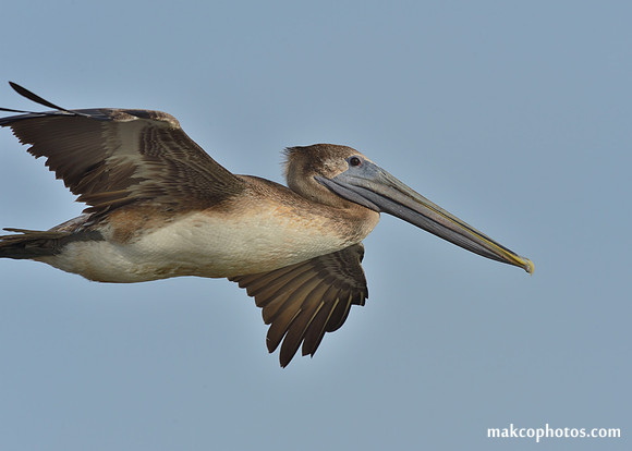 Aransas-MAK_3125c