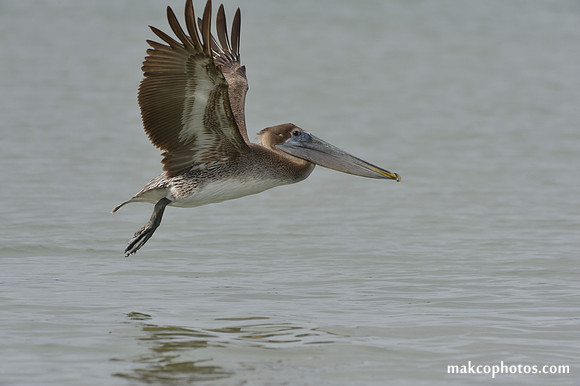 Aransas-MAK_3941