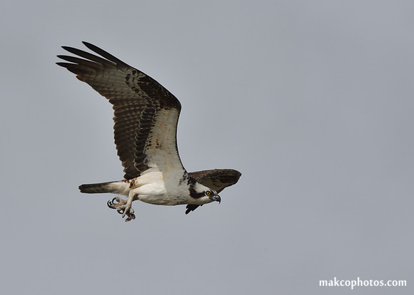 Aransas-MAK_4031c