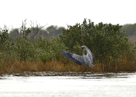 Aransas-MAK_3622c