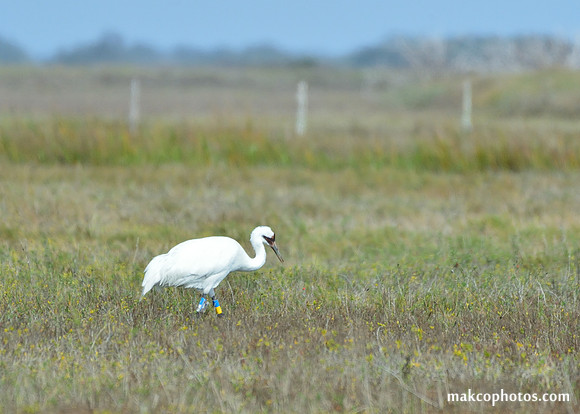 Aransas-MAK_3511c