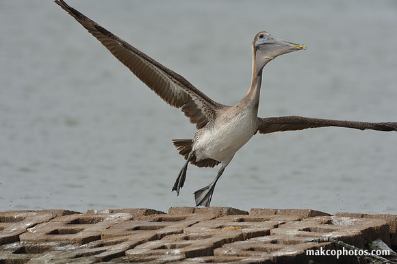 Aransas-MAK_3937