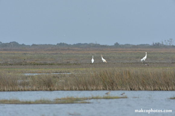 Aransas-MAK_3338