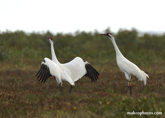 Aransas-MAK_3760c