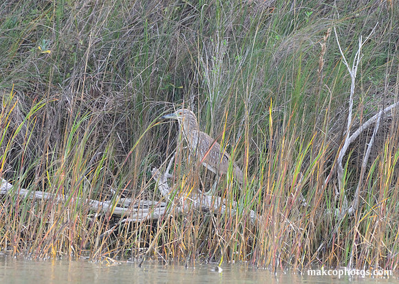 Aransas-MAK_3276c