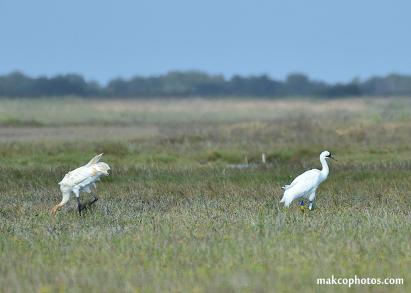 Aransas-MAK_3582c