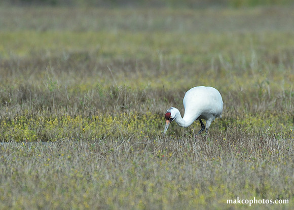 Aransas-MAK_3273c
