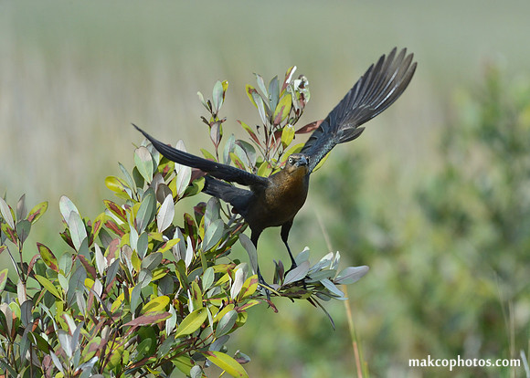 Aransas-MAK_4065c