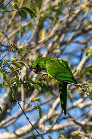 Green Parakeets _MAK5941