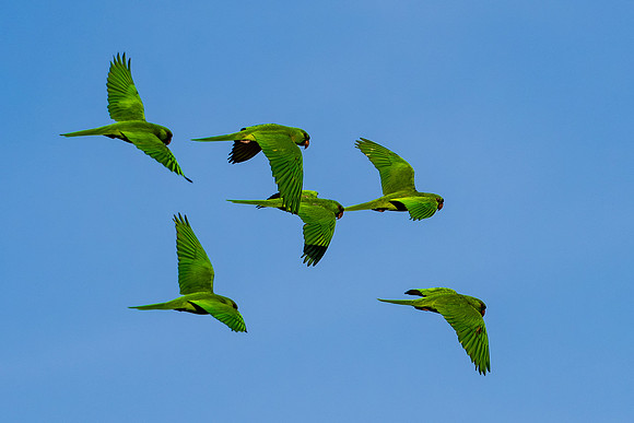 Green Parakeets _MAK6025