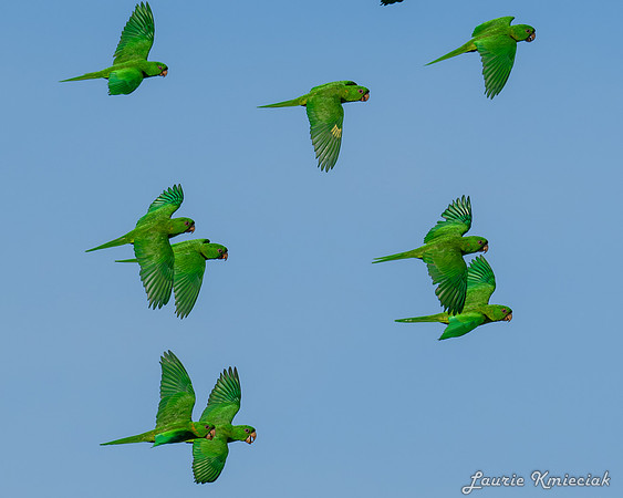 Green-Parrots-Retama-LAK_2718