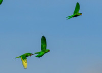Green-Parrots-Retama-LAK_2722