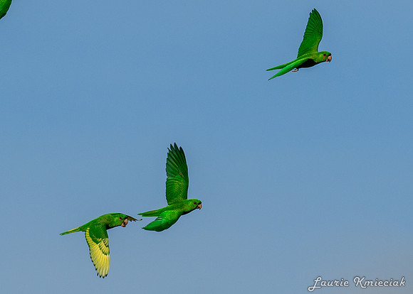Green-Parrots-Retama-LAK_2722