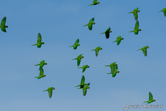 Green-Parrots-Retama-LAK_2719
