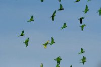 Green-Parrots-Retama-LAK_2721