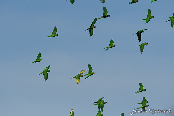 Green-Parrots-Retama-LAK_2721