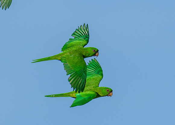 Green-Parrots-Retama-LAK_2718-2