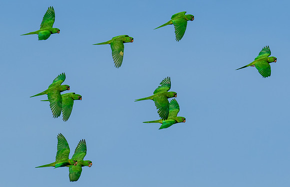 Christmas card 2025 Green-Parrots-RetamaLAK_2718-2