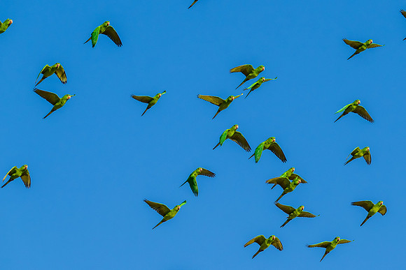 Green Parakeets _MAK6045