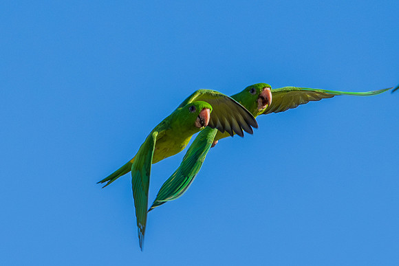 Green Parakeets _MAK5970