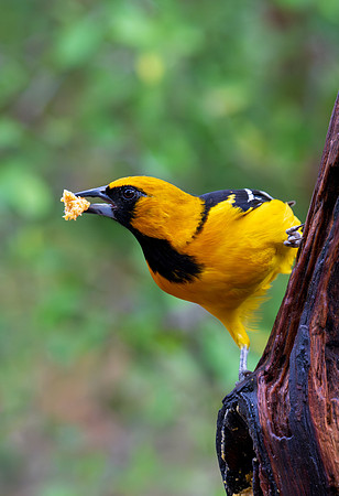 RGV wildlife _MAK5377