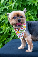 Retama pets 2025DSC_0014