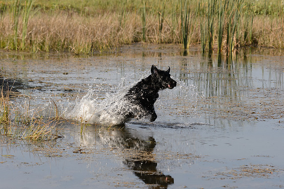 Waterdogs MAK_9331