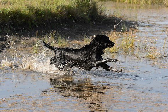 Waterdogs MAK_9319
