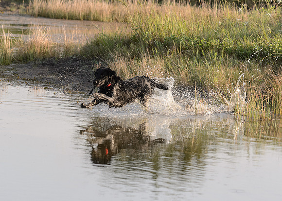 Waterdogs MAK_9117
