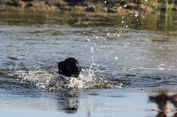Waterdogs MAK_9201