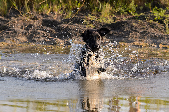 Waterdogs MAK_9166