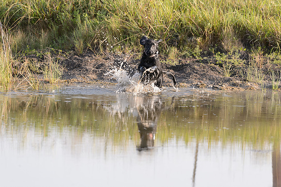 Waterdogs MAK_9191