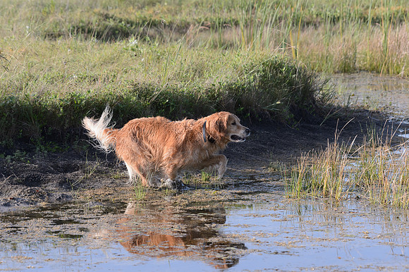 Waterdogs MAK_9275