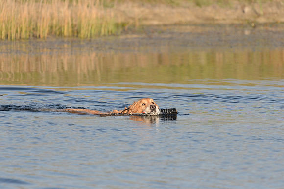 Waterdogs MAK_9140