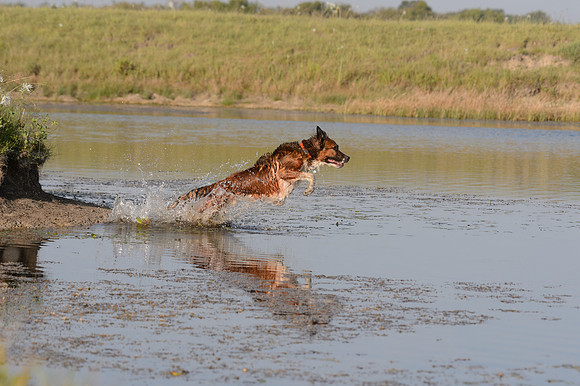 Waterdogs MAK_9235