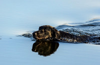 Waterdogs MAK_9042