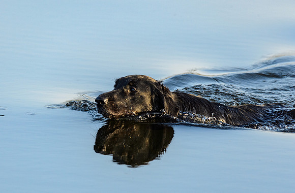 Waterdogs MAK_9042
