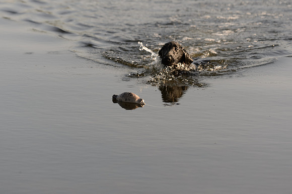 Waterdogs MAK_9208