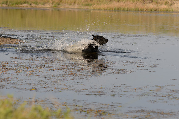 Waterdogs MAK_9253