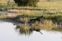 Waterdogs MAK_9082