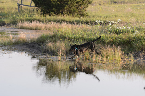 Waterdogs MAK_9082