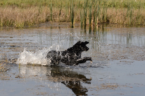 Waterdogs MAK_9332